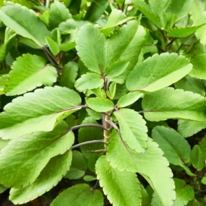 Folha da Fortuna - capa pílula